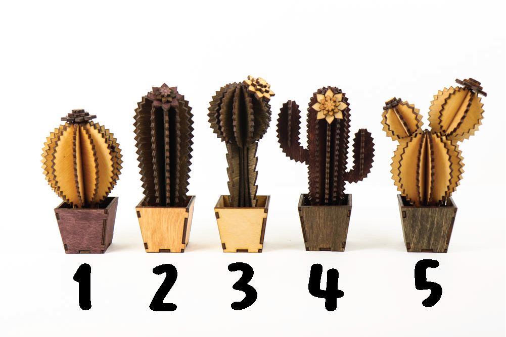 DIY Cactus Project - Build Your Own Cactus Kit